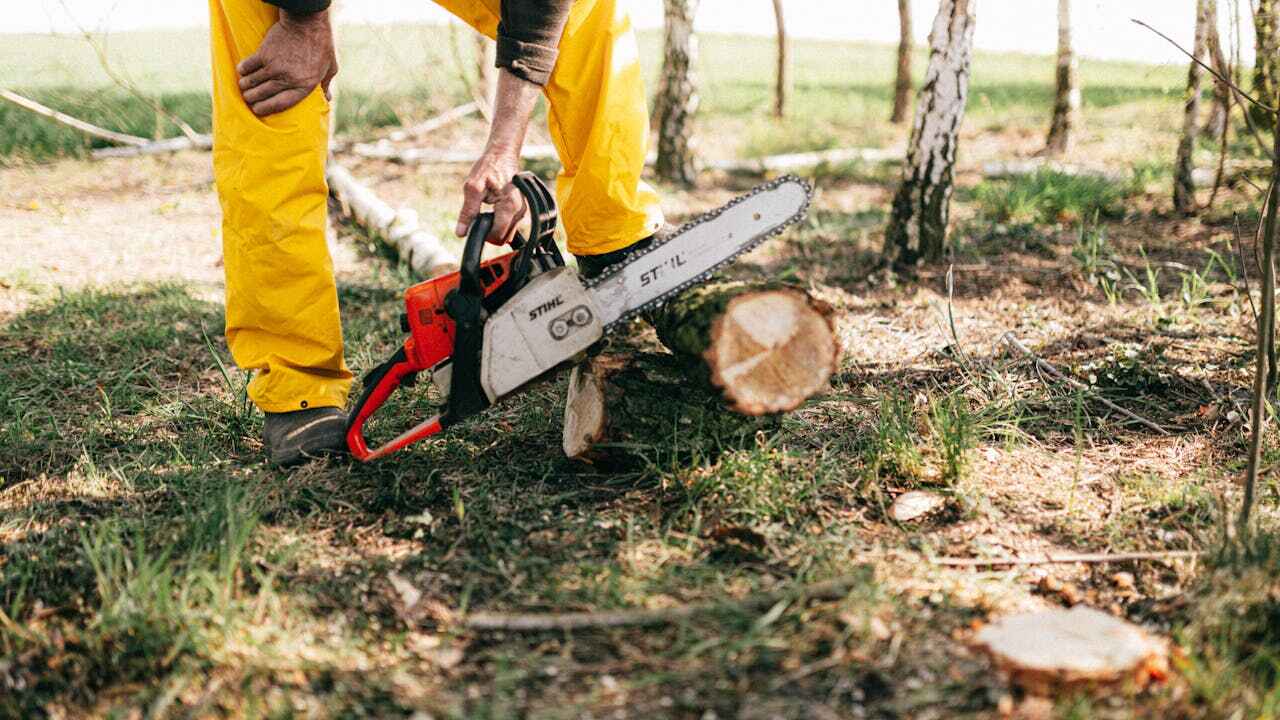 Best Arborist Services Near Me  in Ambler, PA